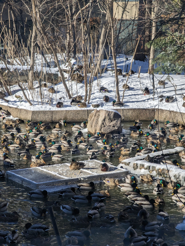 Birds of a feather
